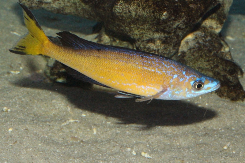 Cyprichromis microlepidotus 'Milima Island'
